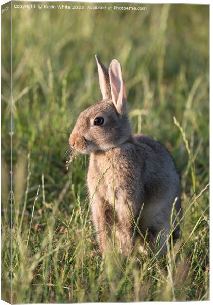 Cute wild rabbit chewing on some vegetation Canvas Print by Kevin White