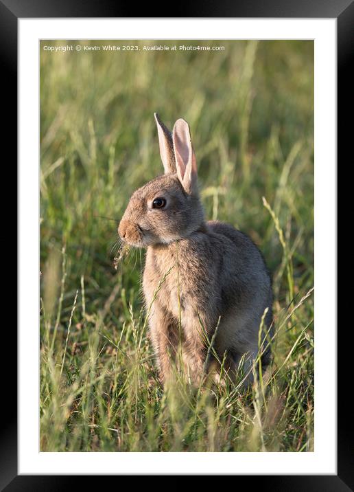 Cute wild rabbit chewing on some vegetation Framed Mounted Print by Kevin White