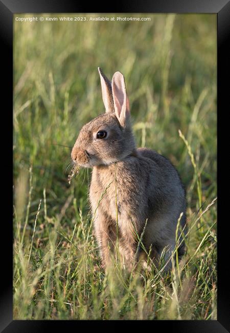 Cute wild rabbit chewing on some vegetation Framed Print by Kevin White