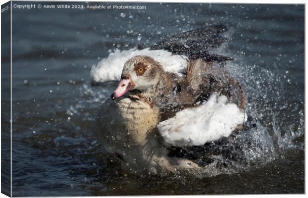 A mighty big splash Canvas Print by Kevin White