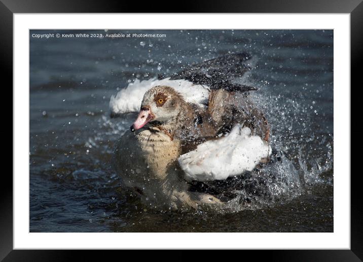 A mighty big splash Framed Mounted Print by Kevin White