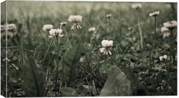 White Clover in a Lawn Canvas Print by STEPHEN THOMAS