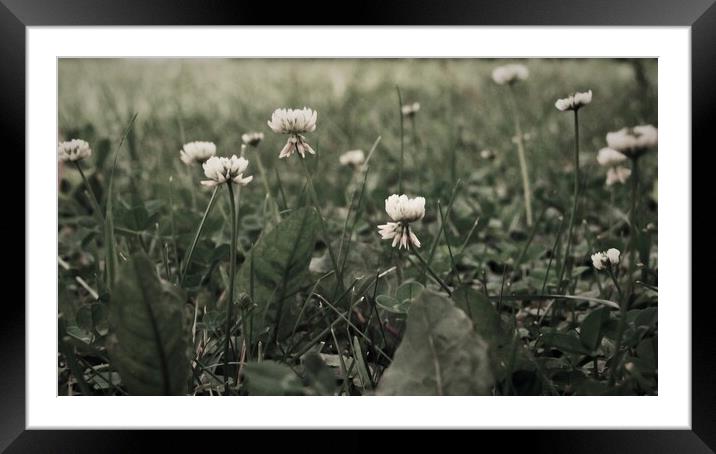 White Clover in a Lawn Framed Mounted Print by STEPHEN THOMAS
