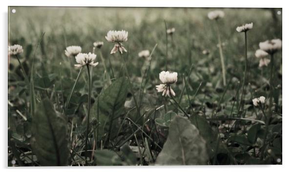 White Clover in a Lawn Acrylic by STEPHEN THOMAS