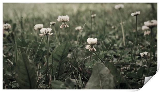 White Clover in a Lawn Print by STEPHEN THOMAS