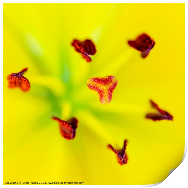 Yellow Lilly Macro.  Print by Craig Yates