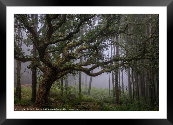 Oak tree in Sintra mountain forest, Portugal Framed Mounted Print by Paulo Rocha