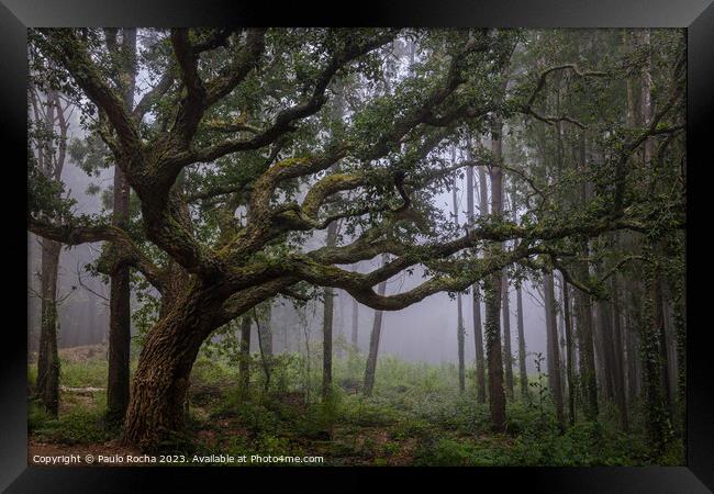 Oak tree in Sintra mountain forest, Portugal Framed Print by Paulo Rocha