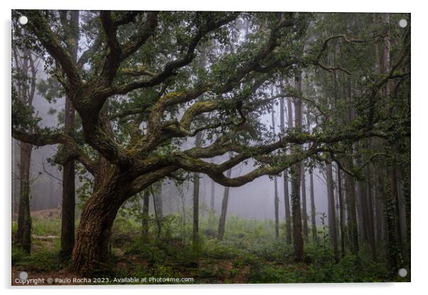 Oak tree in Sintra mountain forest, Portugal Acrylic by Paulo Rocha