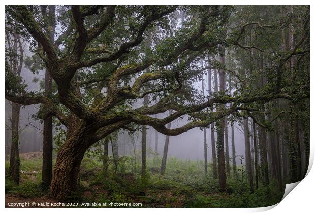 Oak tree in Sintra mountain forest, Portugal Print by Paulo Rocha
