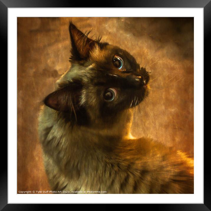 The Enigmatic Feline Gaze Framed Mounted Print by Tylie Duff Photo Art