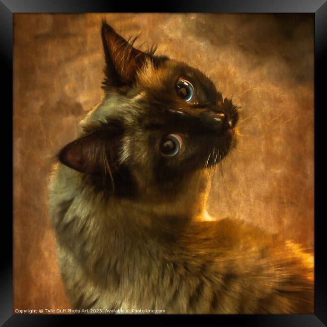 The Enigmatic Feline Gaze Framed Print by Tylie Duff Photo Art
