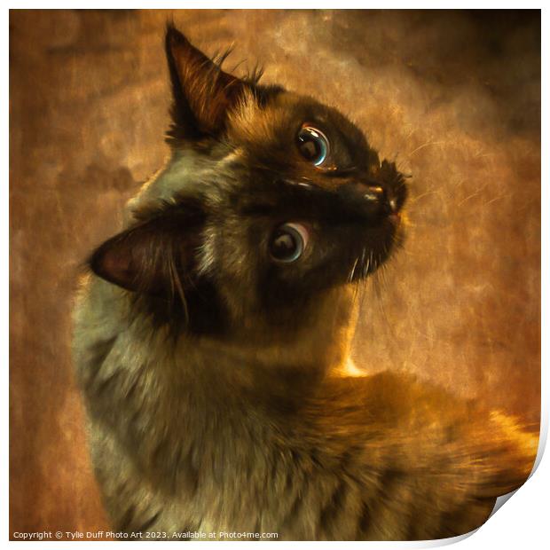 The Enigmatic Feline Gaze Print by Tylie Duff Photo Art
