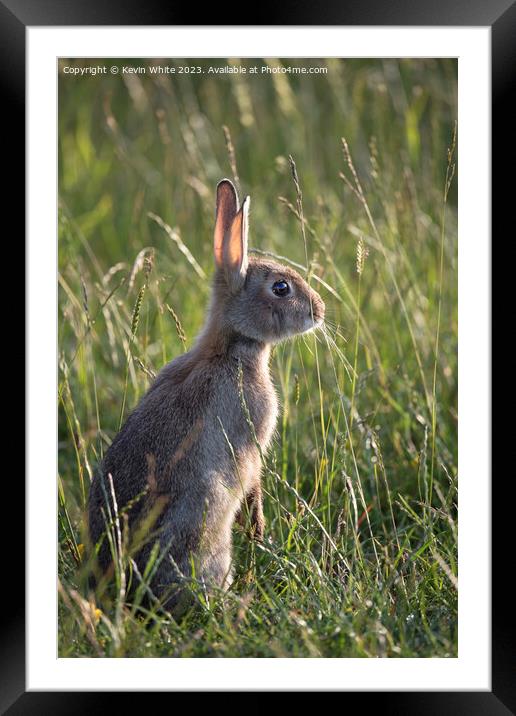 Cute wild bunny rabbit Framed Mounted Print by Kevin White