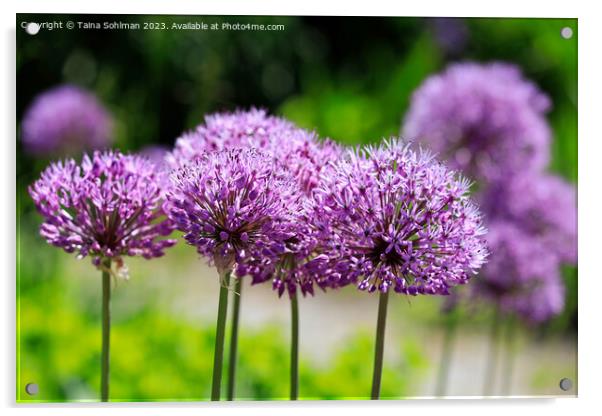 Purple Allium Flowers  Acrylic by Taina Sohlman