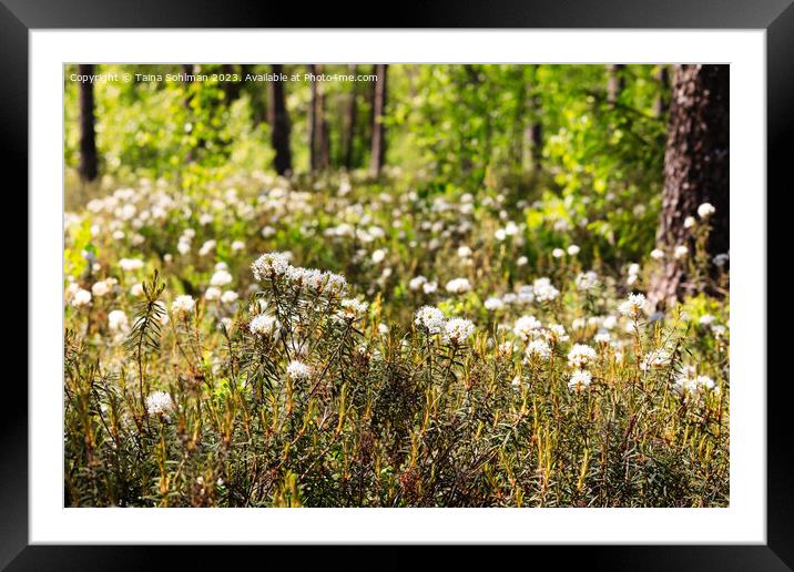 Peat with Rhododendron tomentosum, Marsh Labrador  Framed Mounted Print by Taina Sohlman