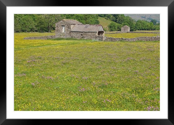 Barn and wildflower meadow in the Dales. Framed Mounted Print by David Birchall