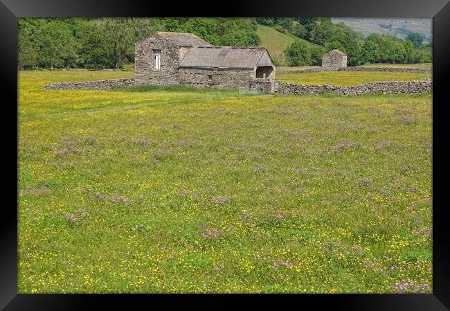 Barn and wildflower meadow in the Dales. Framed Print by David Birchall