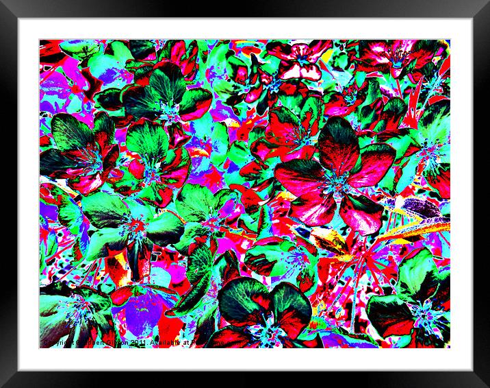 Flower Explosion Framed Mounted Print by Robert Gipson