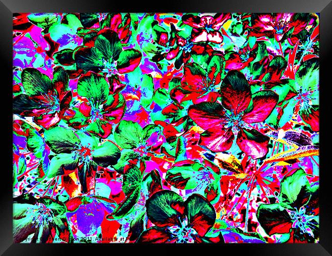 Flower Explosion Framed Print by Robert Gipson