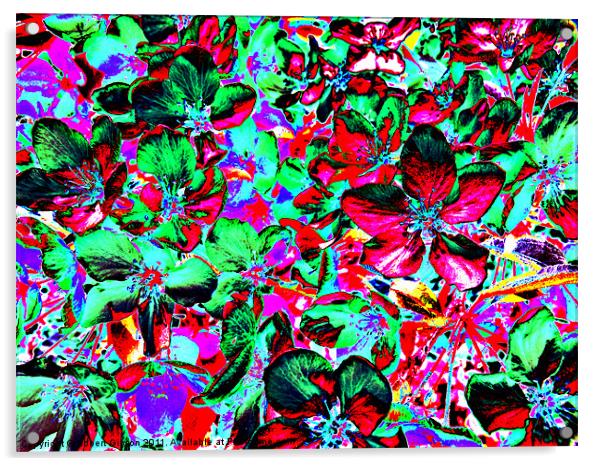 Flower Explosion Acrylic by Robert Gipson
