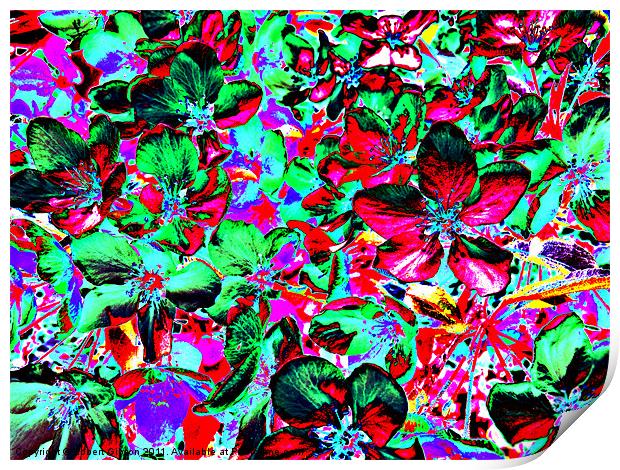 Flower Explosion Print by Robert Gipson