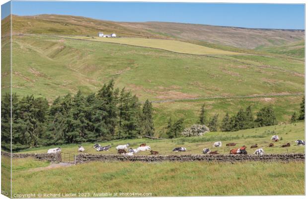 Summer in the Hudes Hope, Teesdale (1) Canvas Print by Richard Laidler