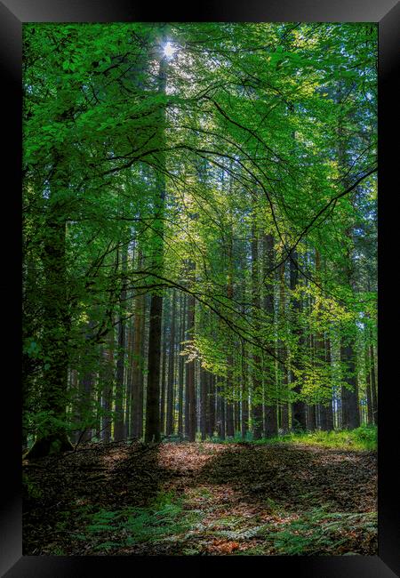 Plant tree Framed Print by David Tinsley