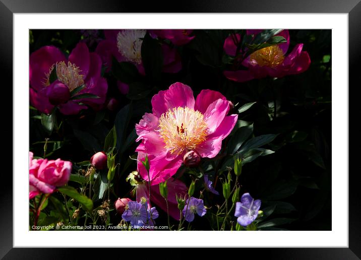 Chinese Peony Framed Mounted Print by Catherine Joll