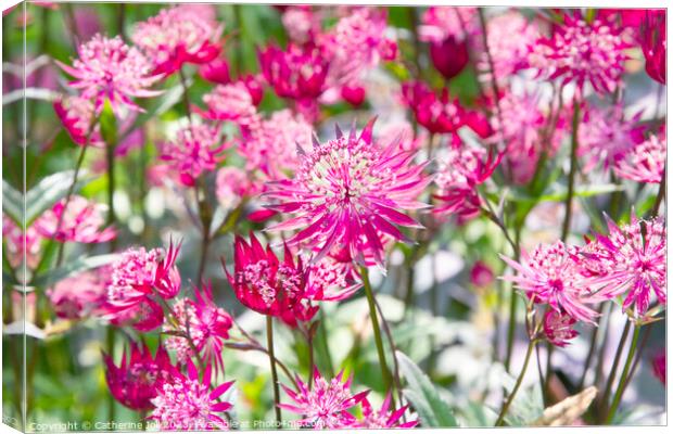 Pink astrantia Canvas Print by Catherine Joll