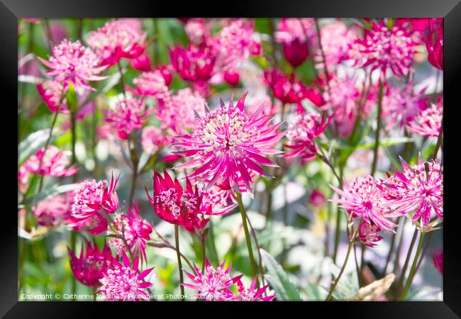 Pink astrantia Framed Print by Catherine Joll