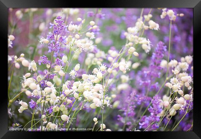 Bladder Campion and Lavender Framed Print by Catherine Joll