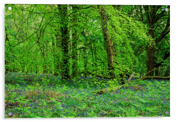 Beech Wood Bluebells  Acrylic by David Tinsley