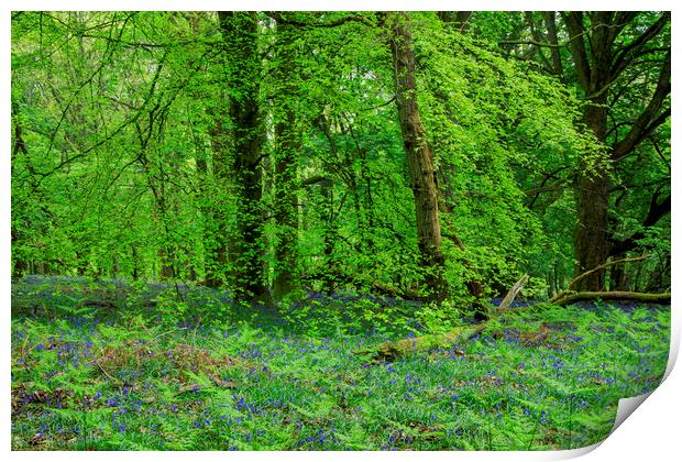 Beech Wood Bluebells  Print by David Tinsley