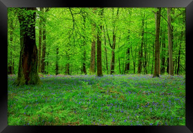 Plant tree Framed Print by David Tinsley