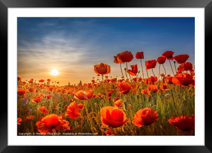 Gorgeous poppies in the sunset Framed Mounted Print by Melanie Viola