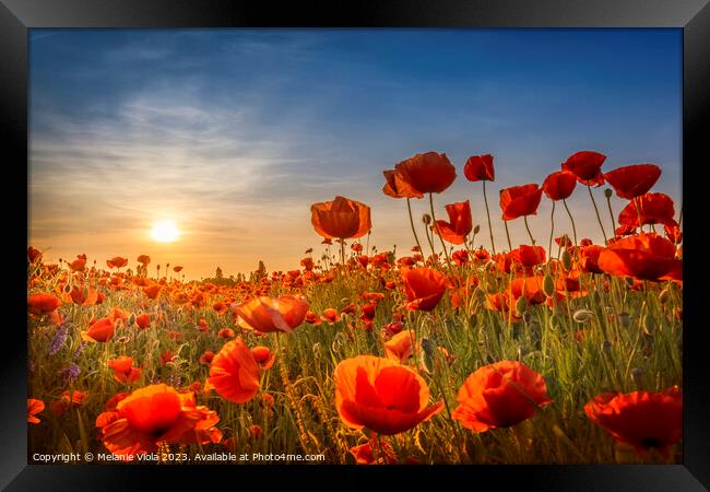 Gorgeous poppies in the sunset Framed Print by Melanie Viola