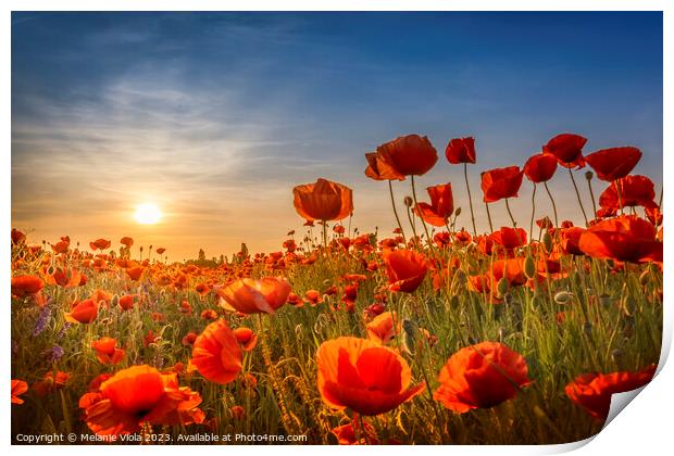 Gorgeous poppies in the sunset Print by Melanie Viola