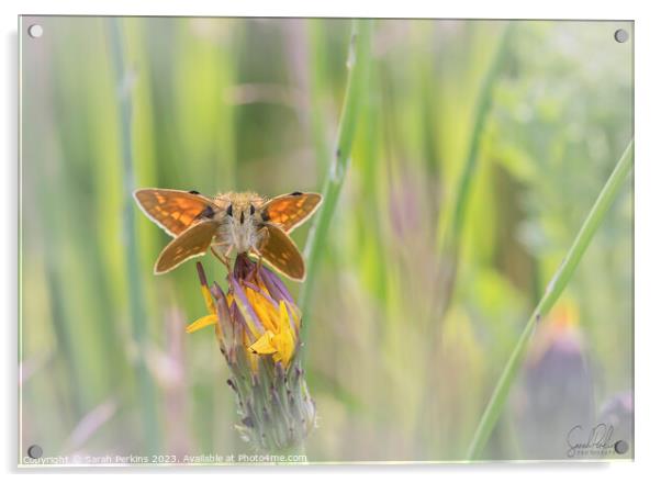 Large Skipper at Rest Acrylic by Sarah Perkins