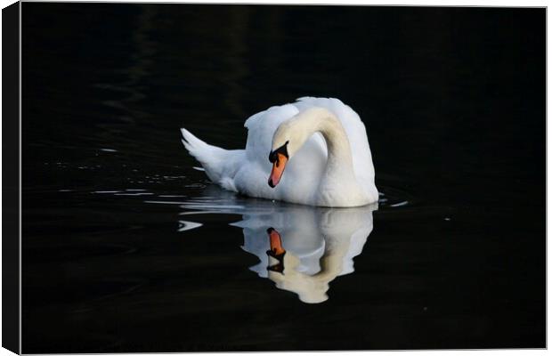 Swan reflecting  Canvas Print by Helen Reid