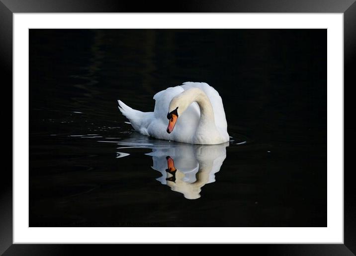 Swan reflecting  Framed Mounted Print by Helen Reid