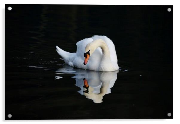 Swan reflecting  Acrylic by Helen Reid
