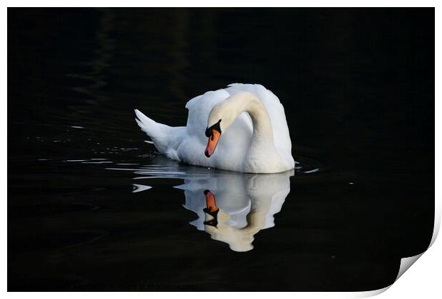 Swan reflecting  Print by Helen Reid