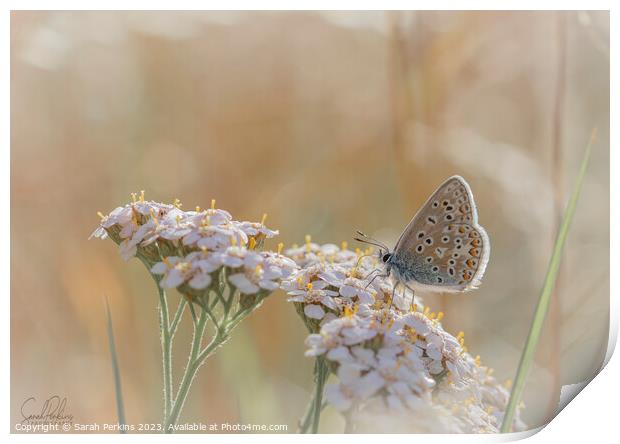 Sitting in the Evening Sun Print by Sarah Perkins