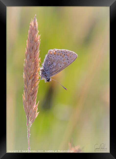 Brown Argus Framed Print by Sarah Perkins