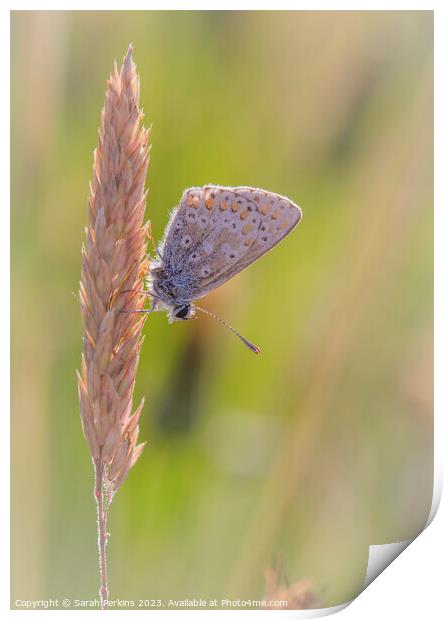 Brown Argus Print by Sarah Perkins