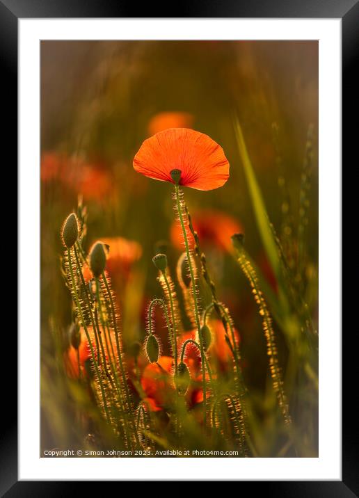 sunlit poppy Framed Mounted Print by Simon Johnson