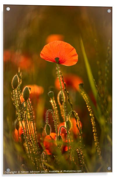 sunlit poppy Acrylic by Simon Johnson