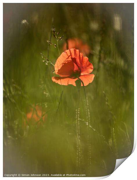 sunlit poppy Print by Simon Johnson