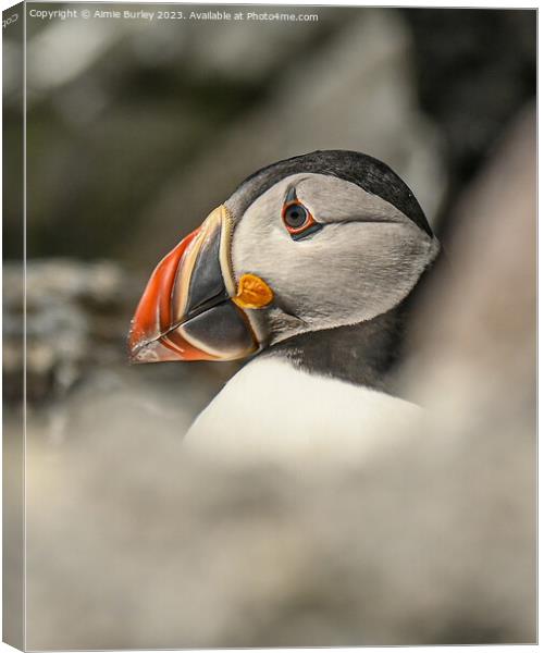 The Puffin's Pristine Portrait Canvas Print by Aimie Burley